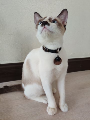 Cwtch - Siamese + Domestic Short Hair Cat