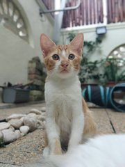 Ginger Boy - Tabby + Domestic Short Hair Cat