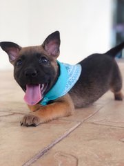 Trixie - Mixed Breed Dog