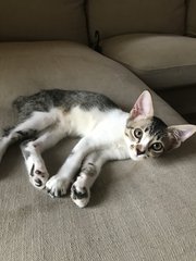Tempeh - Domestic Short Hair Cat