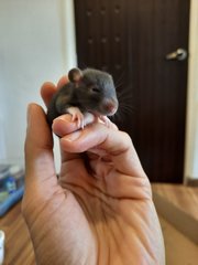 Baby Hopper Rats - Rat Small & Furry
