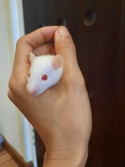 Baby Hopper Rats - Rat Small & Furry