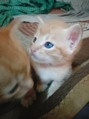 Little Shiny Paw - Domestic Short Hair Cat