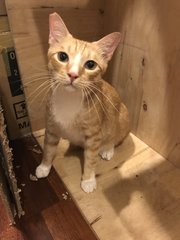 Timmy - Domestic Short Hair Cat