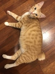 Timmy - Domestic Short Hair Cat