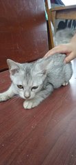 Zizi (Gray) - Domestic Short Hair Cat