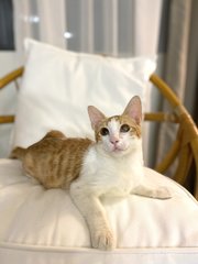 Oyen - Domestic Short Hair Cat