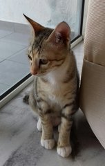 Mira - Domestic Short Hair Cat