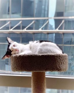 Boba &amp; Mika - Domestic Short Hair Cat