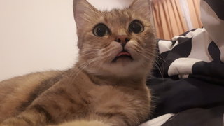 Kiwi - Tabby Cat