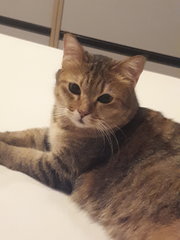 Kiwi - Tabby Cat
