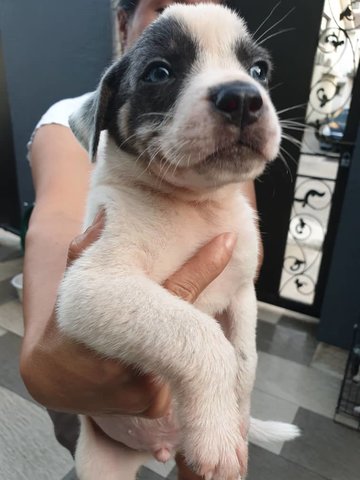 Cutie Boy - Mixed Breed Dog