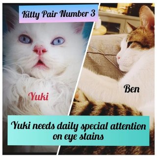Yuki &amp; Ben - Persian + Domestic Short Hair Cat