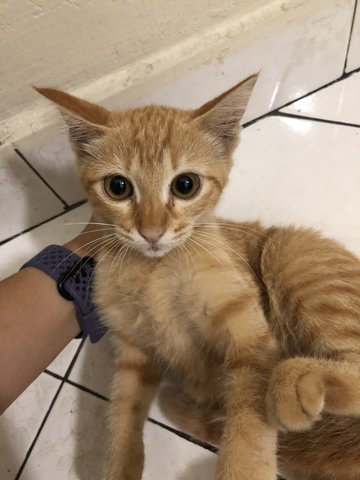 Kitten Garfield - Domestic Short Hair Cat
