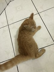 Kitten Garfield - Domestic Short Hair Cat