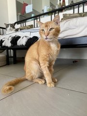 Leon - Domestic Short Hair Cat