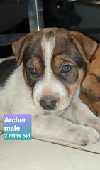 Archer - Mixed Breed Dog