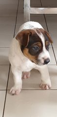 Archer - Mixed Breed Dog