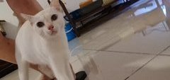 Snowy The White Cat - Domestic Short Hair Cat
