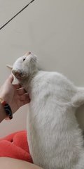 Snowy The White Cat - Domestic Short Hair Cat