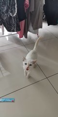 Snowy The White Cat - Domestic Short Hair Cat