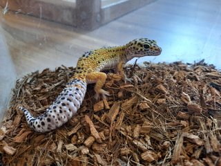 Moon - Gecko Reptile