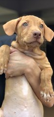 Cha-cha - Labrador Retriever Dog