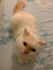 Leo - Persian + Domestic Long Hair Cat