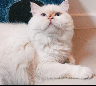 Leo - Persian + Domestic Long Hair Cat