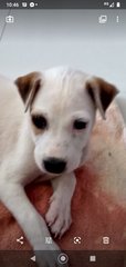 Dancer ( Female Mongrel Pup) - Mixed Breed Dog