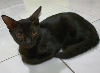 Kenson - Domestic Short Hair Cat