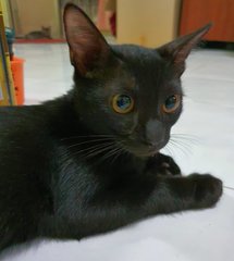 Kenson - Domestic Short Hair Cat