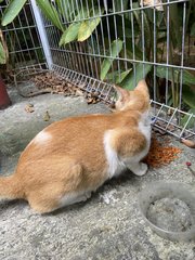 Cat - Domestic Short Hair Cat