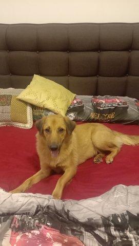 Kiran - Golden Retriever Mix Dog