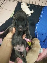 Coco's Baby - Mixed Breed Dog