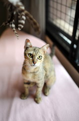 Blossom - Domestic Short Hair Cat