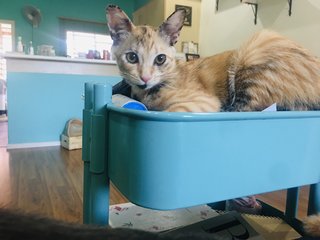 Sadie - Domestic Short Hair Cat