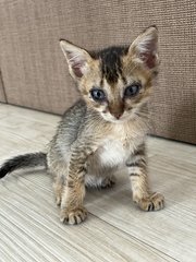 Kitten 1 &amp; 2 - Domestic Short Hair + Domestic Medium Hair Cat