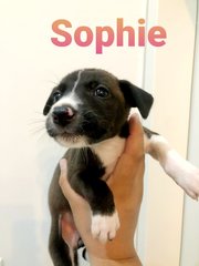 Sophia - Mixed Breed Dog