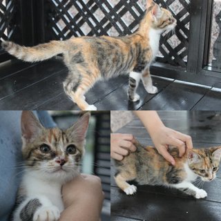 Molly - Domestic Short Hair Cat