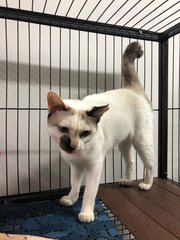 Hana - Domestic Short Hair + Siamese Cat