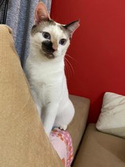 Hana - Domestic Short Hair + Siamese Cat