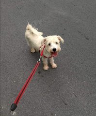 Bear Bear - Schnauzer + Poodle Dog