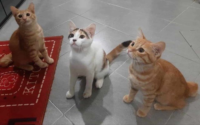 Pong, Oyen, Orenchan - Domestic Short Hair Cat