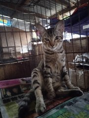 Akira (Light Brown) - Domestic Short Hair Cat