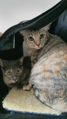 Scotty &amp; Pinto (Now Athena &amp; Artemis) - Domestic Short Hair Cat