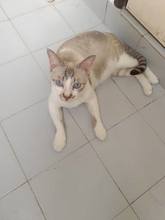 Tika - Domestic Short Hair Cat