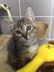 Tigger-ruby - Turkish Angora + Domestic Short Hair Cat