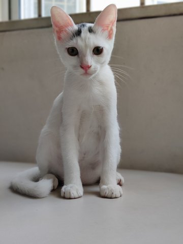 Stevie - Domestic Short Hair Cat