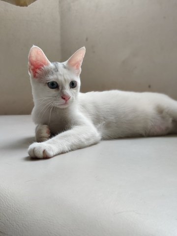 Frankie - Domestic Short Hair Cat